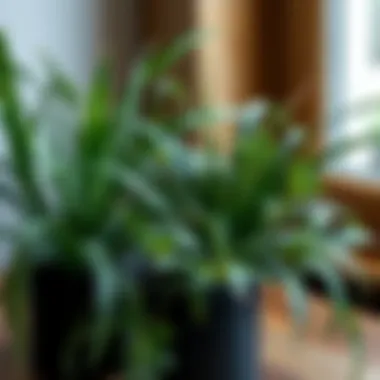 Stylish arrangement of various slender leaf plants