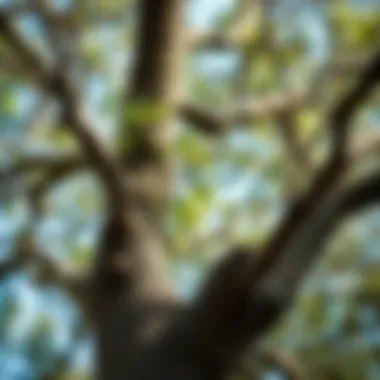 An illustration of sustainable tree care practices