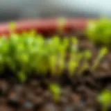 Freshly sprouted cress plants with vibrant green leaves