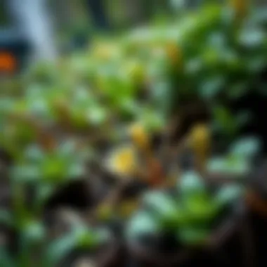 Diverse Underground Flora A variety of underground plants flourishing in a garden