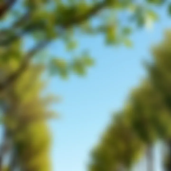 The role of trees in combating climate change