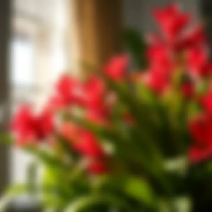 Close-up of vibrant long-leaved flowers thriving indoors