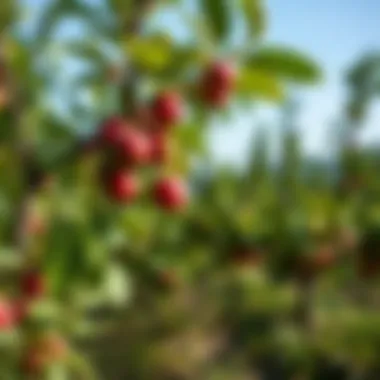 Different varieties of plum trees in an orchard