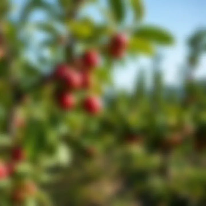 Different varieties of plum trees in an orchard