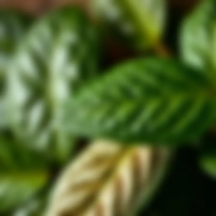 Close-up of yelken çiçeği leaves highlighting their texture and health benefits.