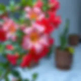 A vibrant yelken çiçeği in full bloom, showcasing its unique aesthetic appeal.