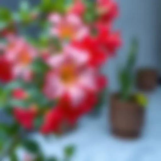 A vibrant yelken çiçeği in full bloom, showcasing its unique aesthetic appeal.