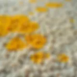 A close-up view of a carpet showing yellowing stains