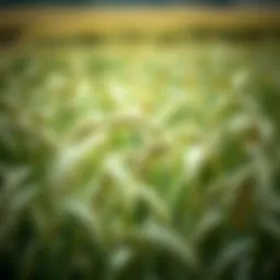 Field of oats ready for harvest