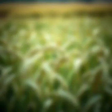 Field of oats ready for harvest