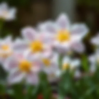 Beautifully blooming flowers nourished by egg water